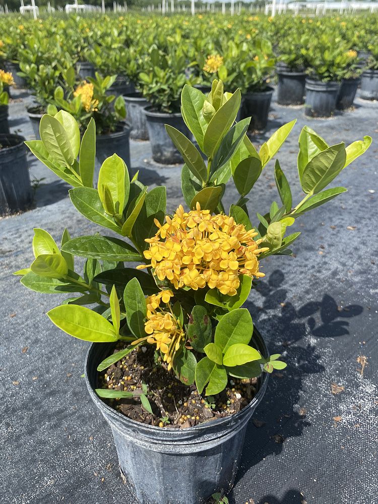 ixora-coccinea-maui-yellow-flame-of-the-woods-jungle-flame-jungle-geranium