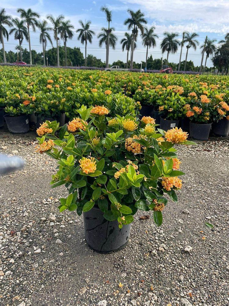 ixora-coccinea-maui-yellow-flame-of-the-woods-jungle-flame-jungle-geranium