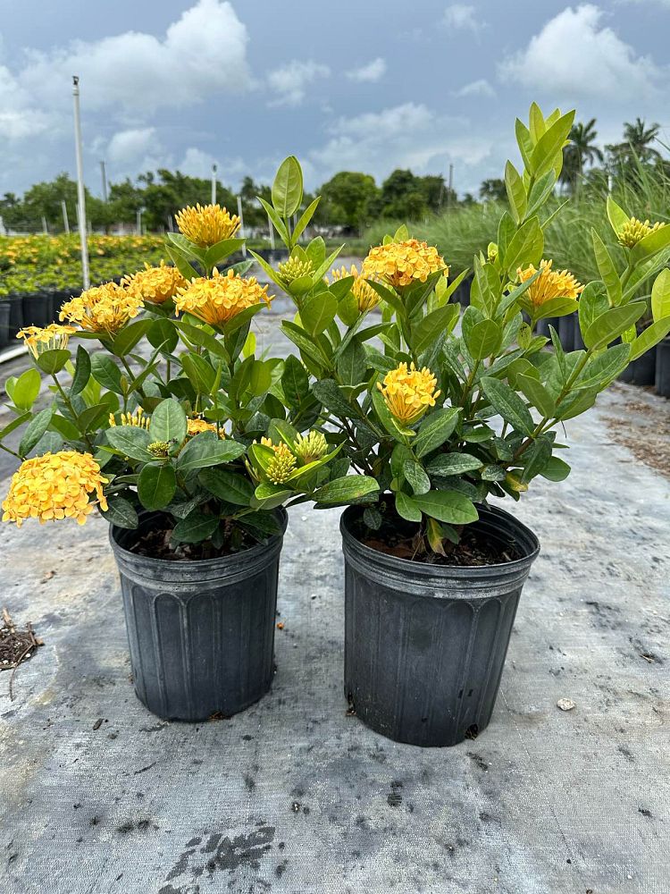 ixora-coccinea-maui-yellow-flame-of-the-woods-jungle-flame-jungle-geranium
