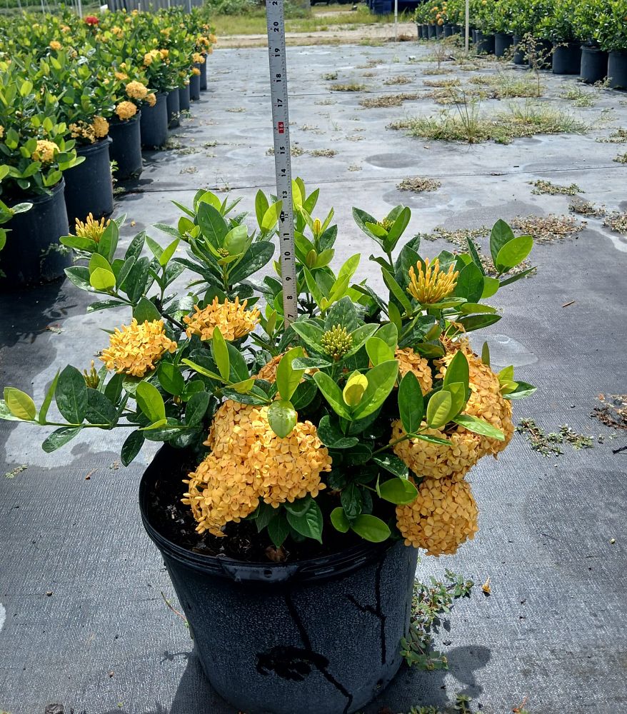 ixora-coccinea-maui-yellow-flame-of-the-woods-jungle-flame-jungle-geranium