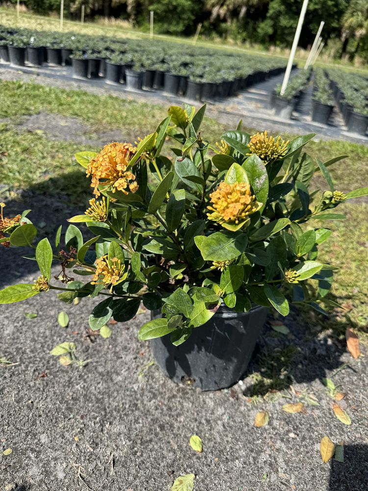 ixora-coccinea-maui-yellow-flame-of-the-woods-jungle-flame-jungle-geranium