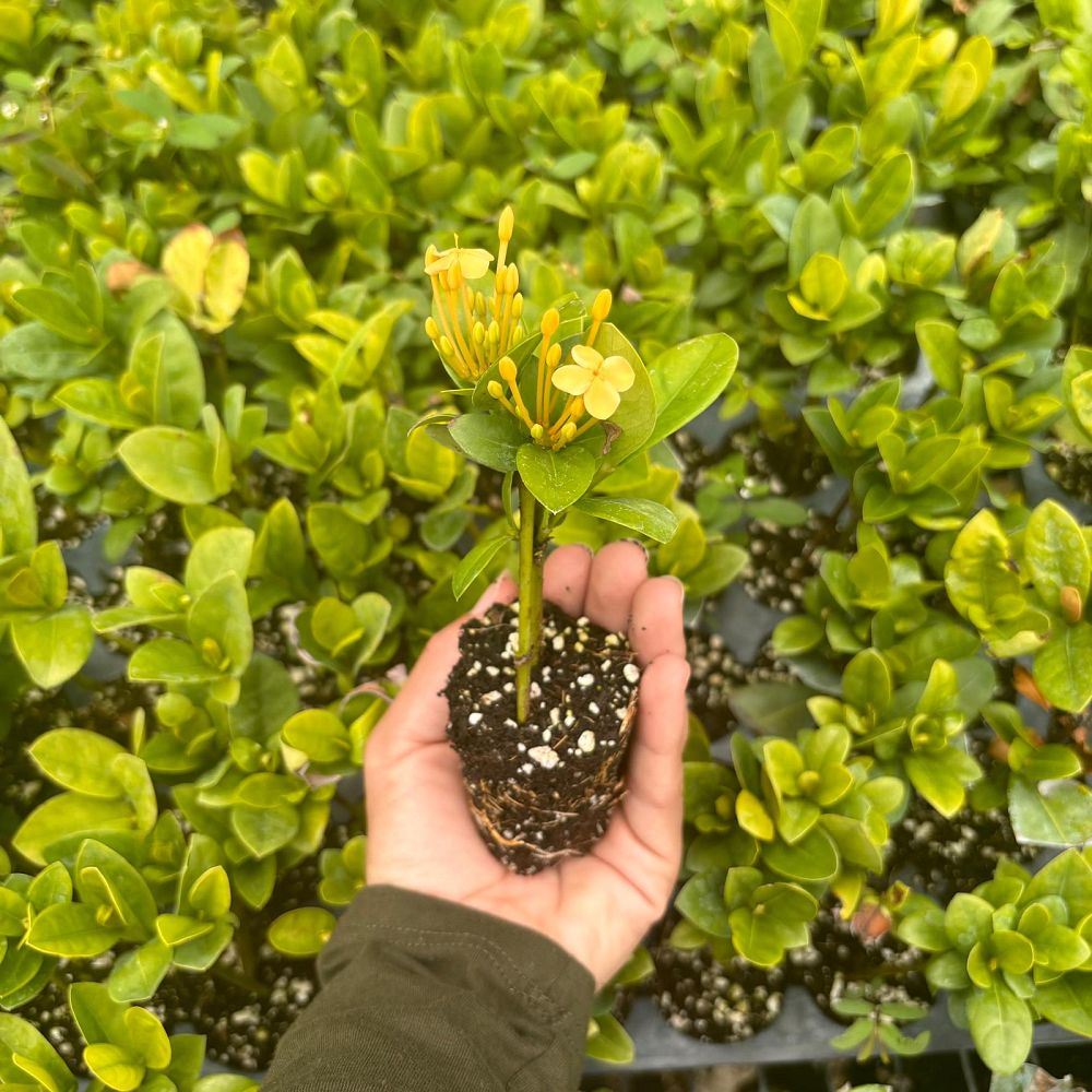 ixora-coccinea-maui-yellow-flame-of-the-woods-jungle-flame-jungle-geranium