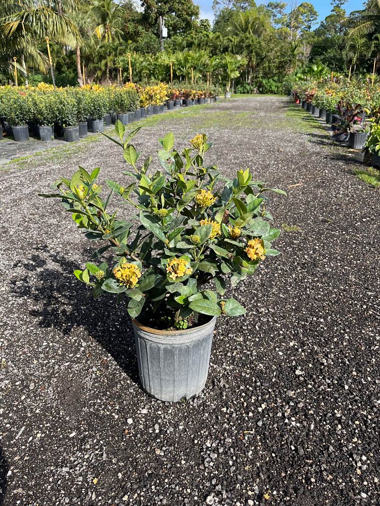 ixora-coccinea-maui-yellow-flame-of-the-woods-jungle-flame-jungle-geranium