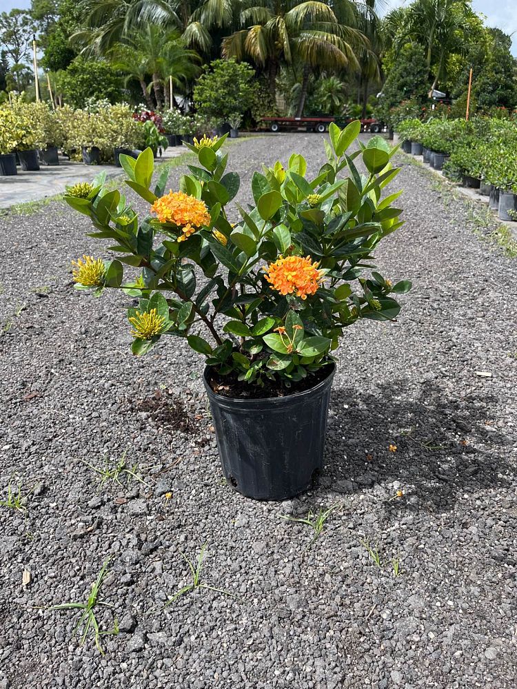 ixora-coccinea-maui-yellow-flame-of-the-woods-jungle-flame-jungle-geranium