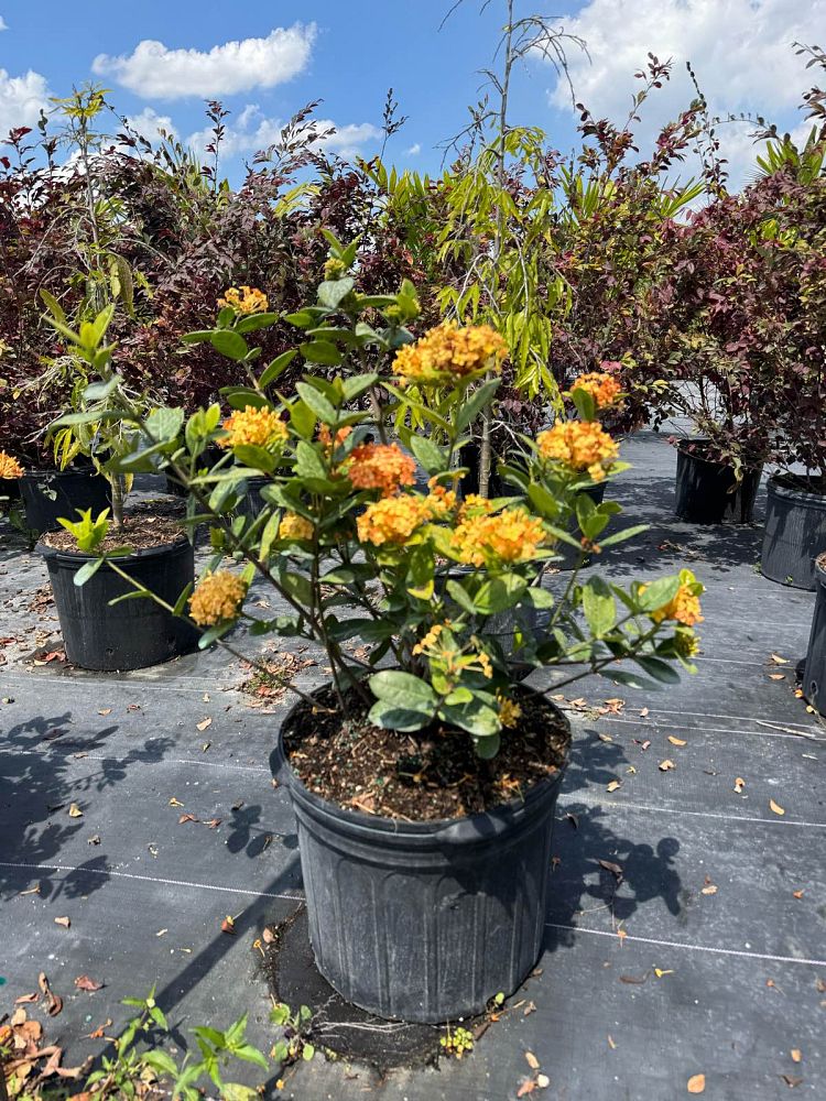 ixora-coccinea-maui-yellow-flame-of-the-woods-jungle-flame-jungle-geranium