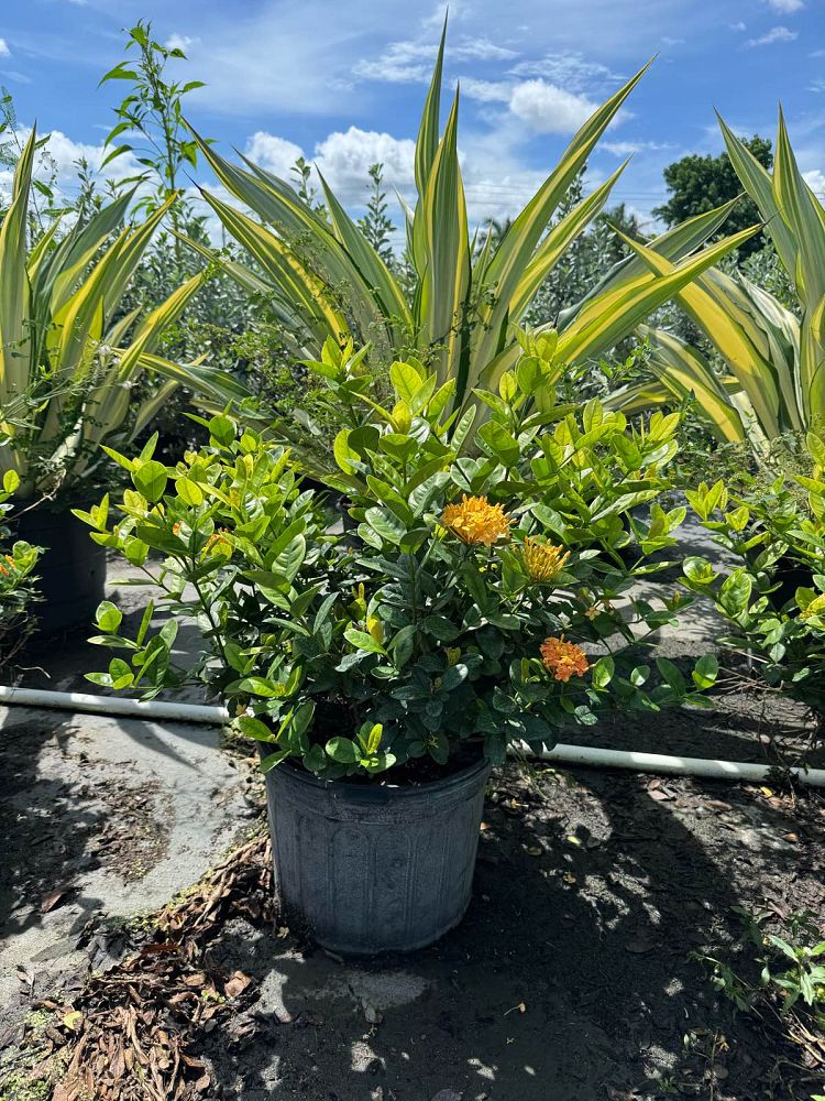 ixora-coccinea-maui-yellow-flame-of-the-woods-jungle-flame-jungle-geranium