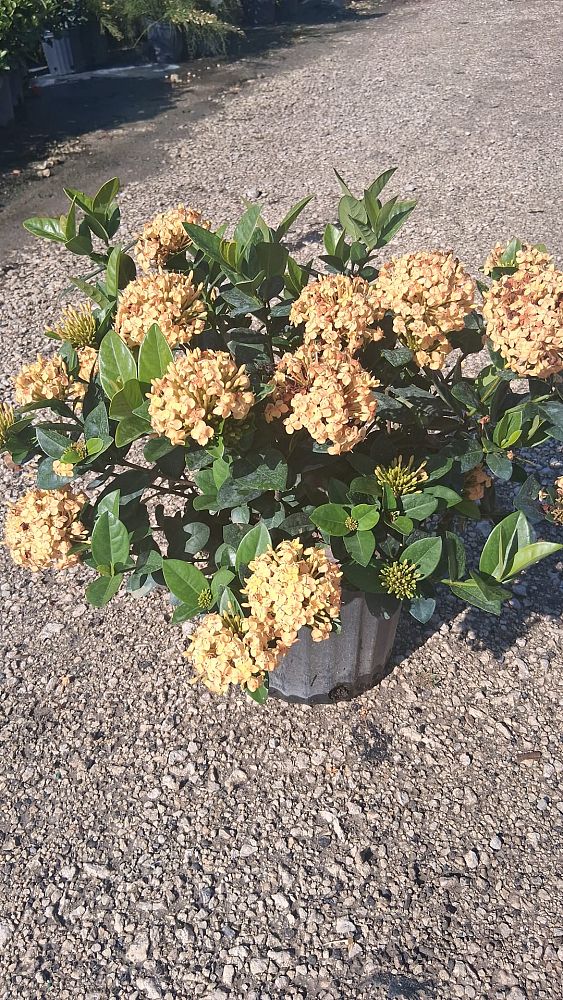ixora-coccinea-maui-yellow-flame-of-the-woods-jungle-flame-jungle-geranium