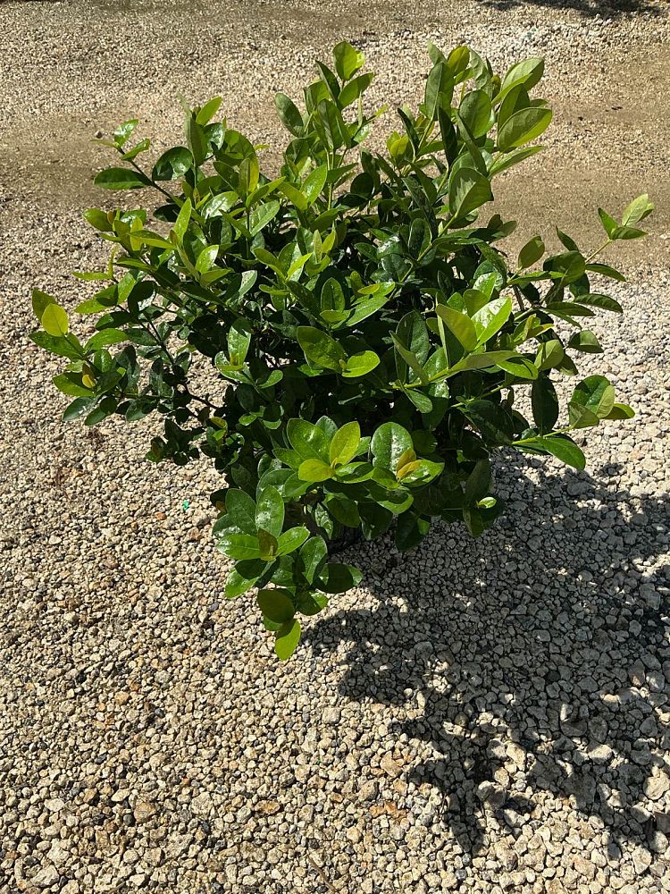 ixora-coccinea-maui-yellow-flame-of-the-woods-jungle-flame-jungle-geranium