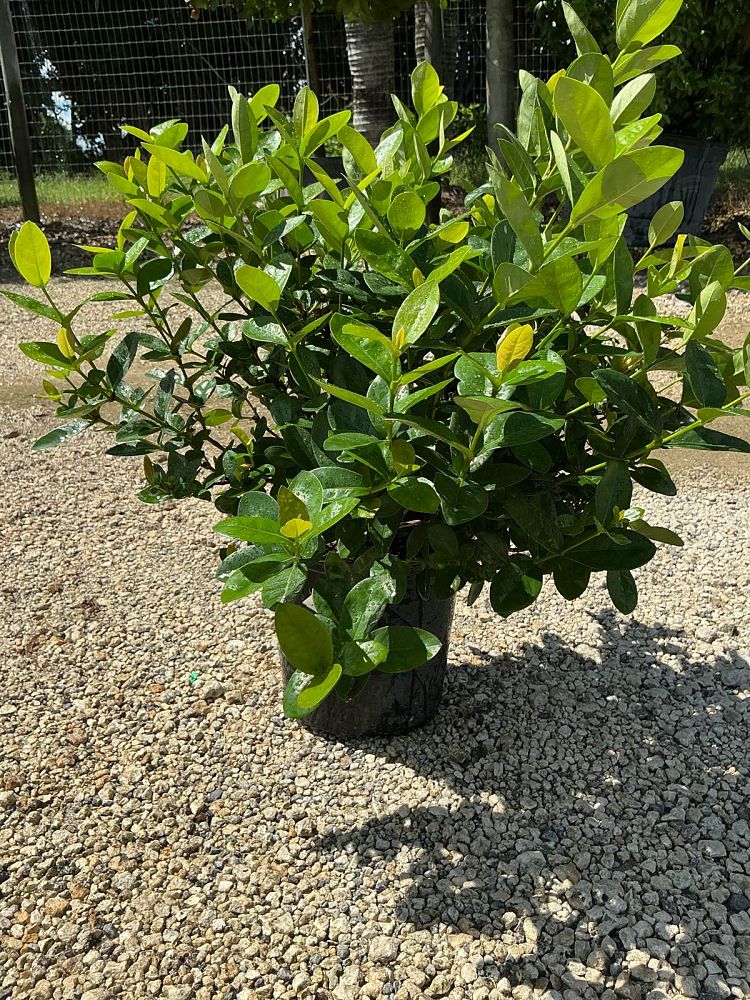 ixora-coccinea-maui-yellow-flame-of-the-woods-jungle-flame-jungle-geranium