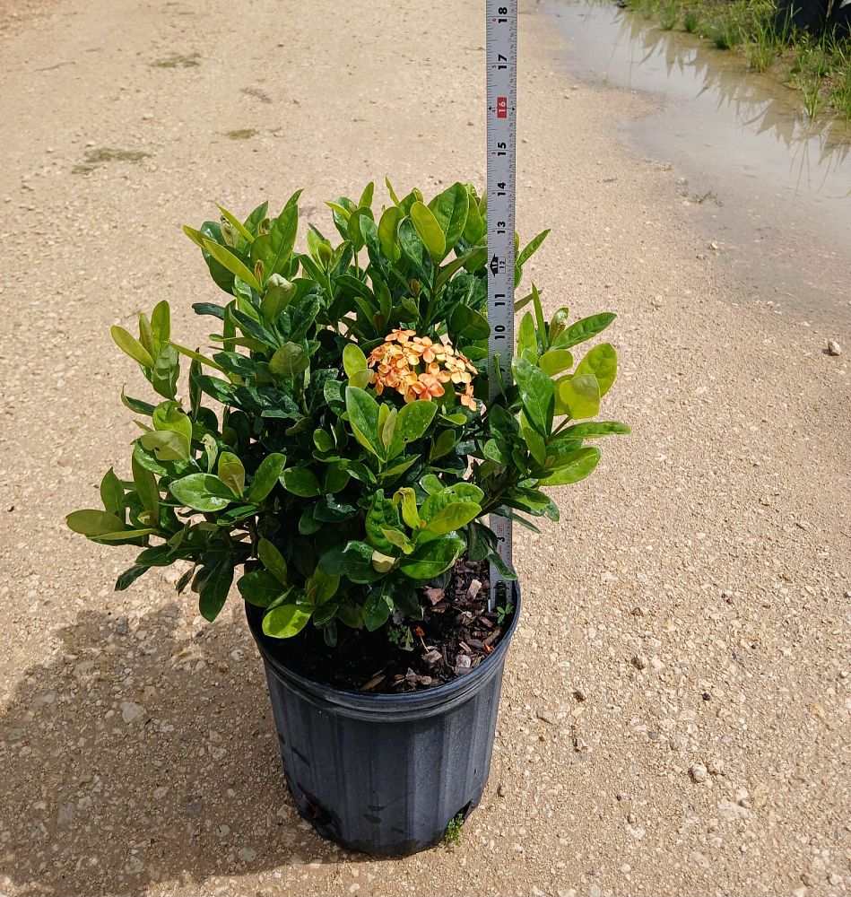 ixora-coccinea-maui-yellow-flame-of-the-woods-jungle-flame-jungle-geranium