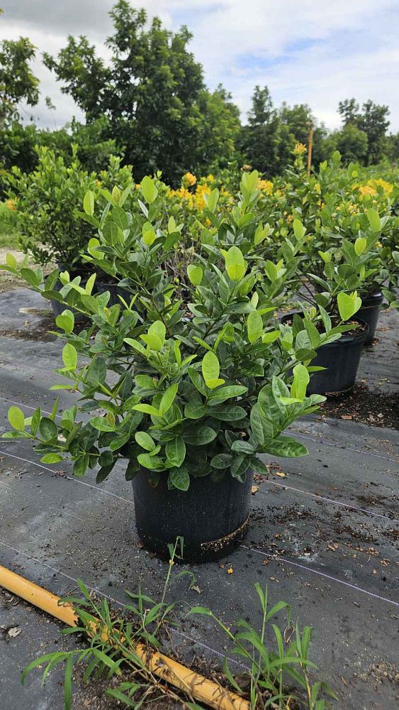 ixora-coccinea-maui-yellow-flame-of-the-woods-jungle-flame-jungle-geranium