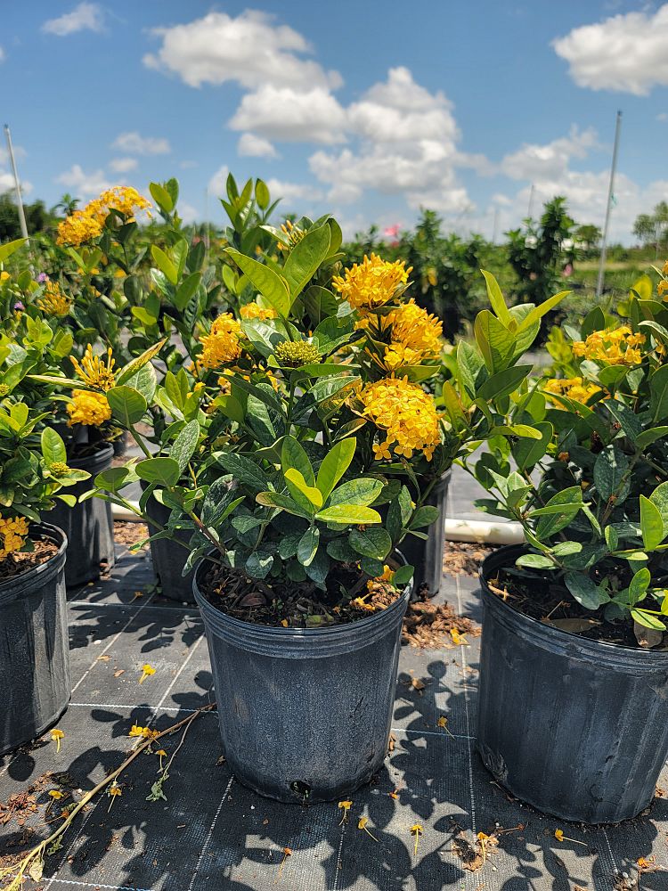 ixora-coccinea-maui-yellow-flame-of-the-woods-jungle-flame-jungle-geranium