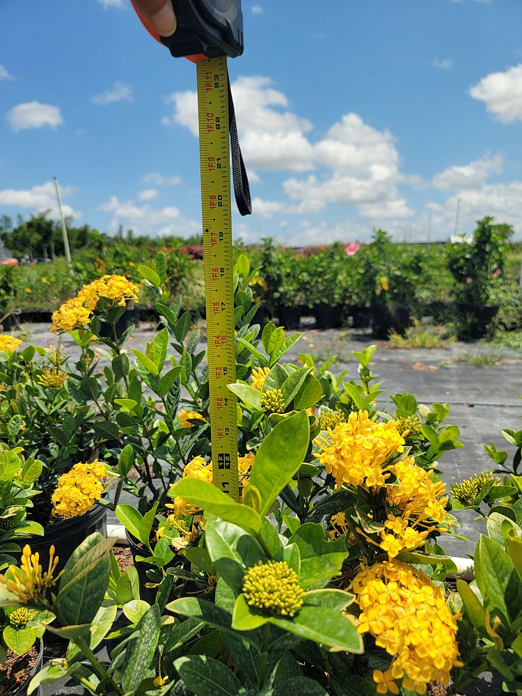 ixora-coccinea-maui-yellow-flame-of-the-woods-jungle-flame-jungle-geranium