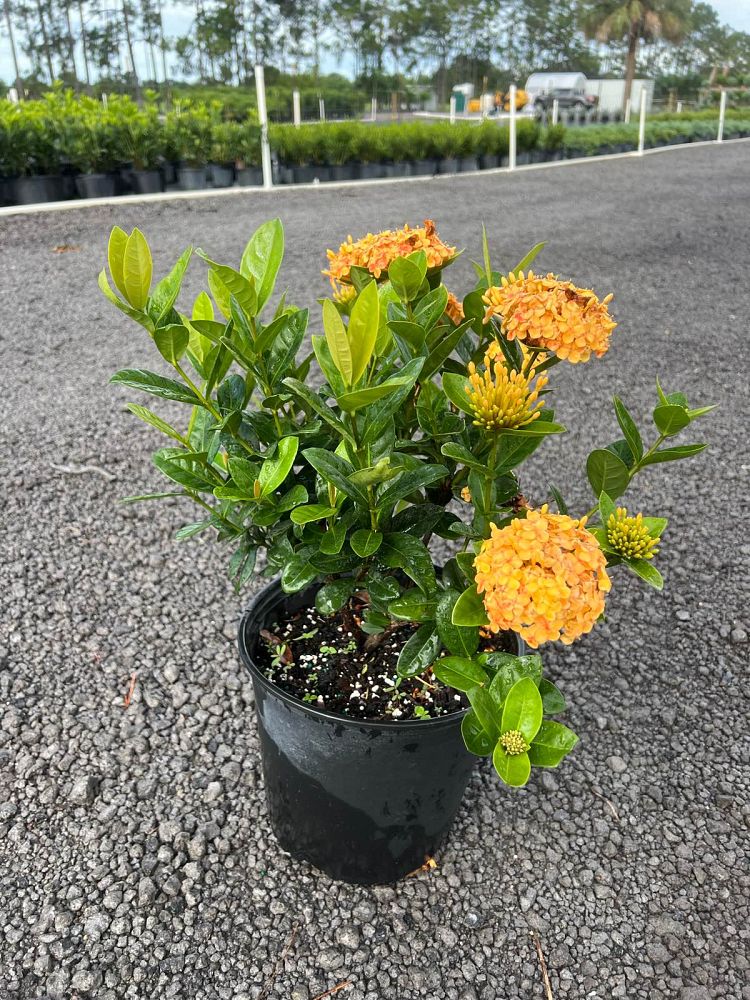 ixora-coccinea-maui-yellow-flame-of-the-woods-jungle-flame-jungle-geranium