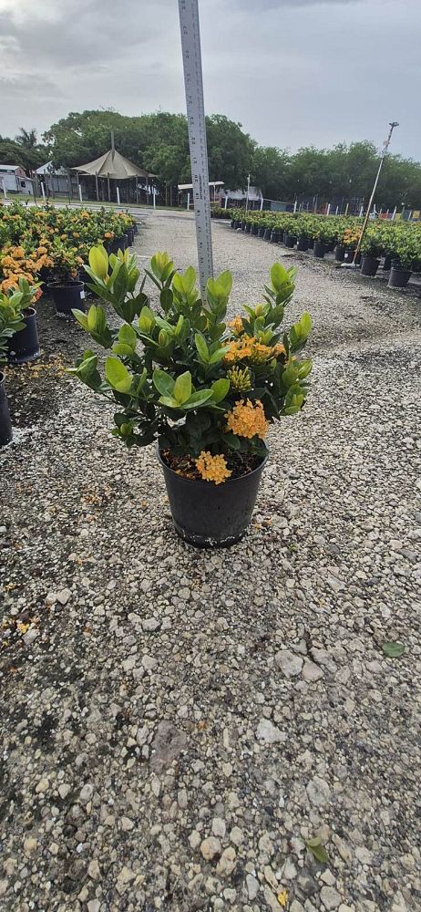 ixora-coccinea-maui-yellow-flame-of-the-woods-jungle-flame-jungle-geranium