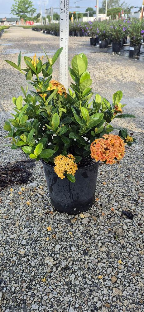 ixora-coccinea-maui-yellow-flame-of-the-woods-jungle-flame-jungle-geranium