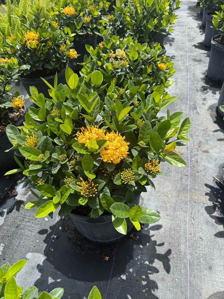 ixora-coccinea-maui-yellow-flame-of-the-woods-jungle-flame-jungle-geranium