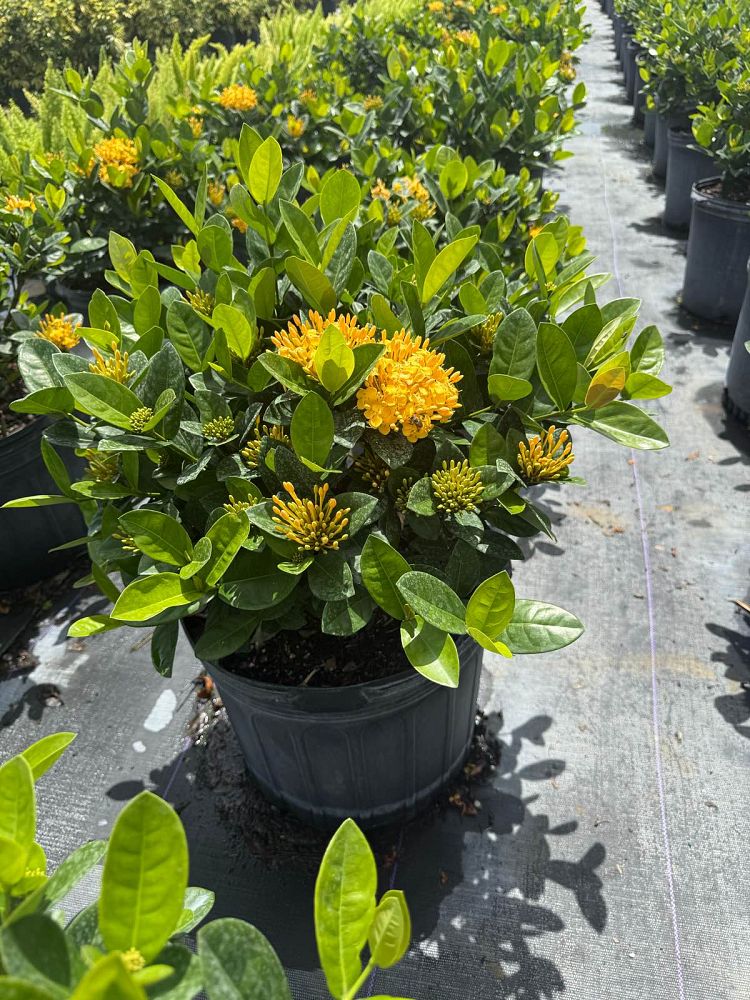 ixora-coccinea-maui-yellow-flame-of-the-woods-jungle-flame-jungle-geranium