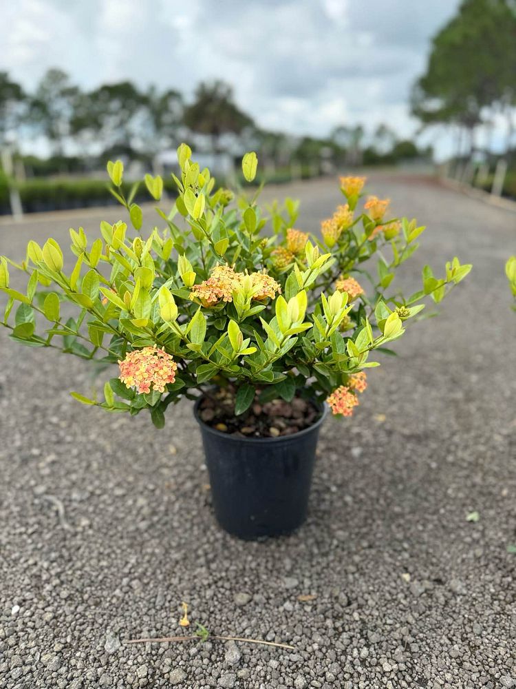 ixora-coccinea-maui-yellow-flame-of-the-woods-jungle-flame-jungle-geranium