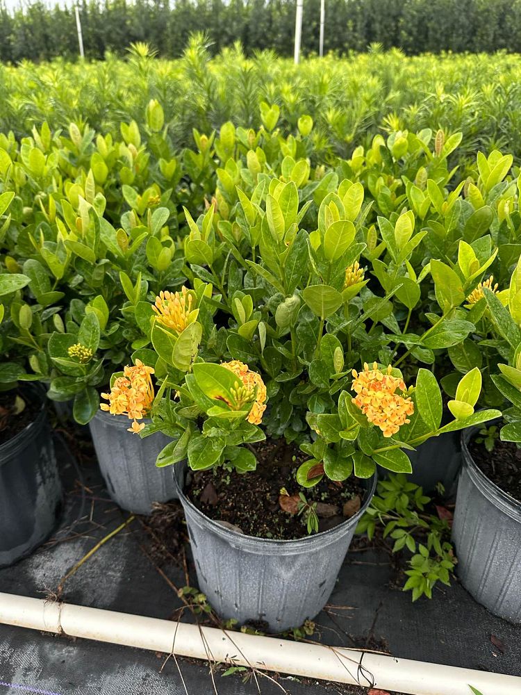 ixora-coccinea-maui-yellow-flame-of-the-woods-jungle-flame-jungle-geranium
