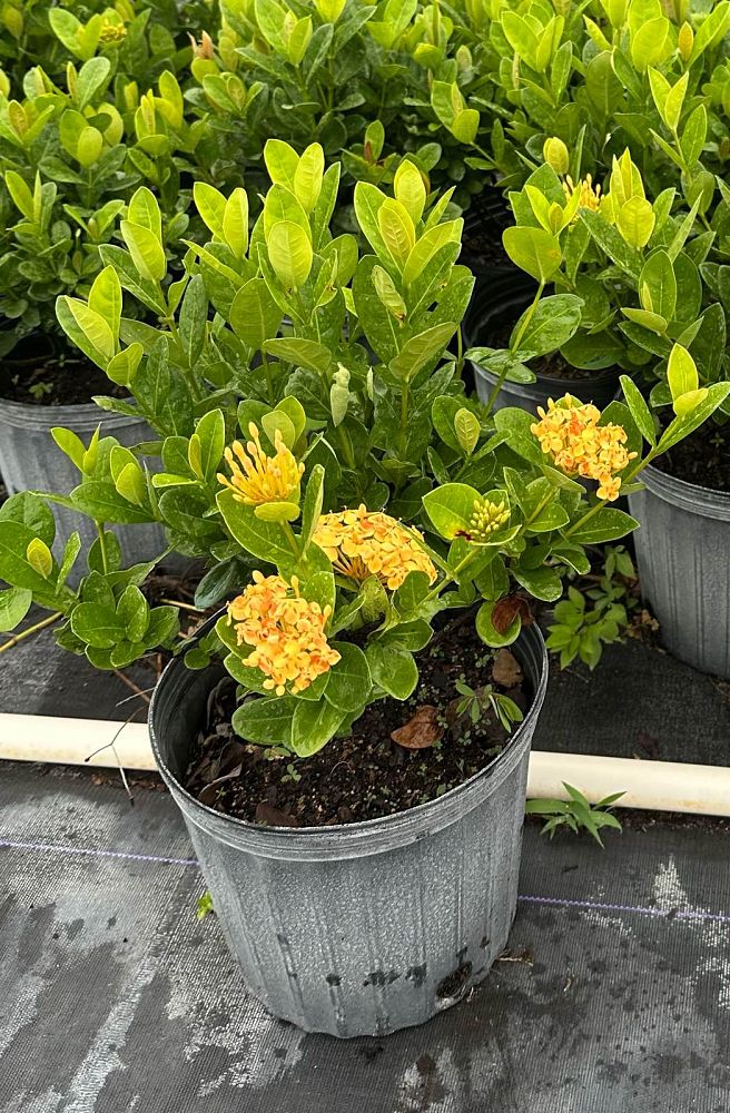ixora-coccinea-maui-yellow-flame-of-the-woods-jungle-flame-jungle-geranium