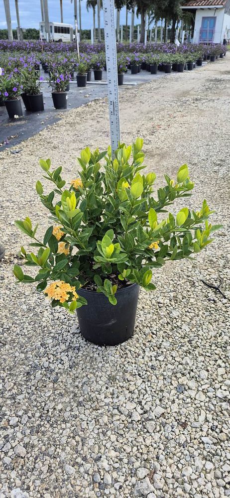 ixora-coccinea-maui-yellow-flame-of-the-woods-jungle-flame-jungle-geranium