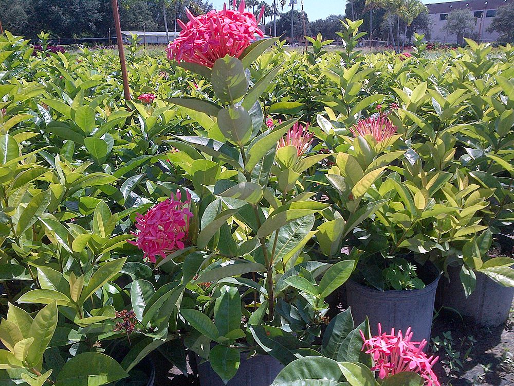 ixora-coccinea-nora-grant-flame-of-the-woods-jungle-flame-jungle-geranium
