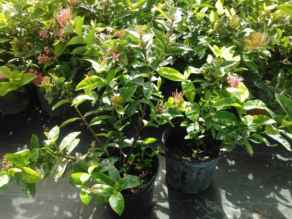 ixora-coccinea-nora-grant-flame-of-the-woods-jungle-flame-jungle-geranium