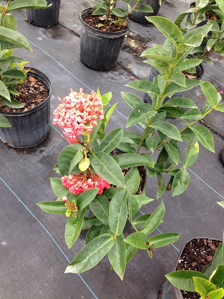 ixora-coccinea-nora-grant-flame-of-the-woods-jungle-flame-jungle-geranium