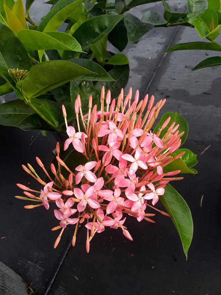 ixora-coccinea-nora-grant-flame-of-the-woods-jungle-flame-jungle-geranium