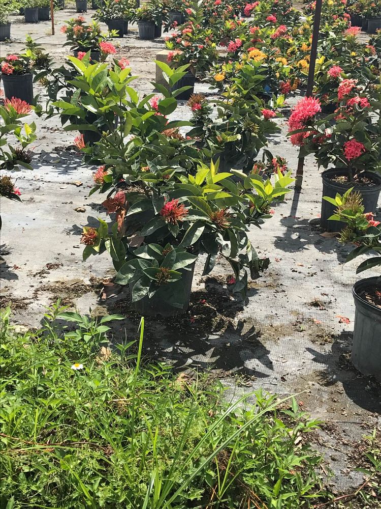 ixora-coccinea-nora-grant-flame-of-the-woods-jungle-flame-jungle-geranium