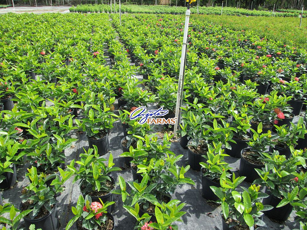 ixora-coccinea-nora-grant-flame-of-the-woods-jungle-flame-jungle-geranium