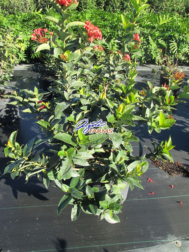 ixora-coccinea-nora-grant-flame-of-the-woods-jungle-flame-jungle-geranium