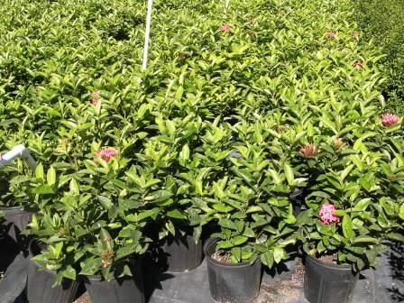 ixora-coccinea-nora-grant-flame-of-the-woods-jungle-flame-jungle-geranium
