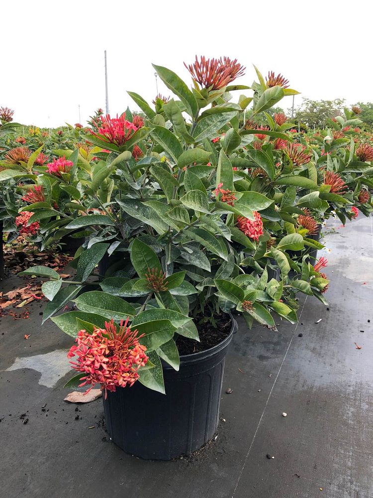 ixora-coccinea-nora-grant-flame-of-the-woods-jungle-flame-jungle-geranium