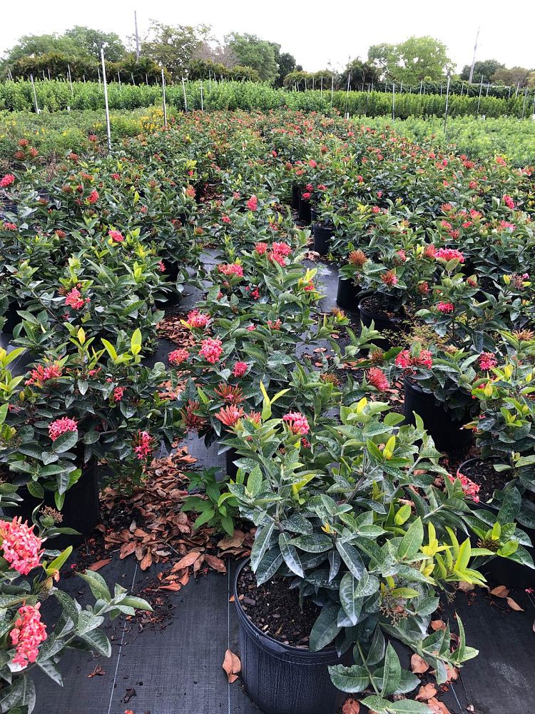 ixora-coccinea-nora-grant-flame-of-the-woods-jungle-flame-jungle-geranium