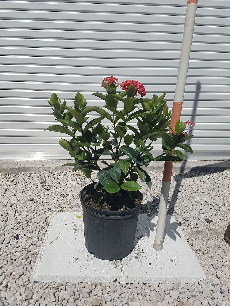 ixora-coccinea-nora-grant-flame-of-the-woods-jungle-flame-jungle-geranium