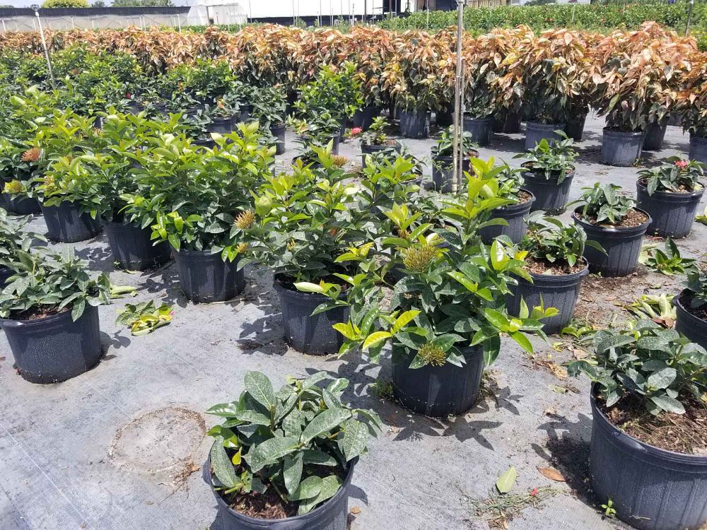 ixora-coccinea-nora-grant-flame-of-the-woods-jungle-flame-jungle-geranium