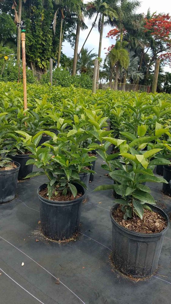ixora-coccinea-nora-grant-flame-of-the-woods-jungle-flame-jungle-geranium