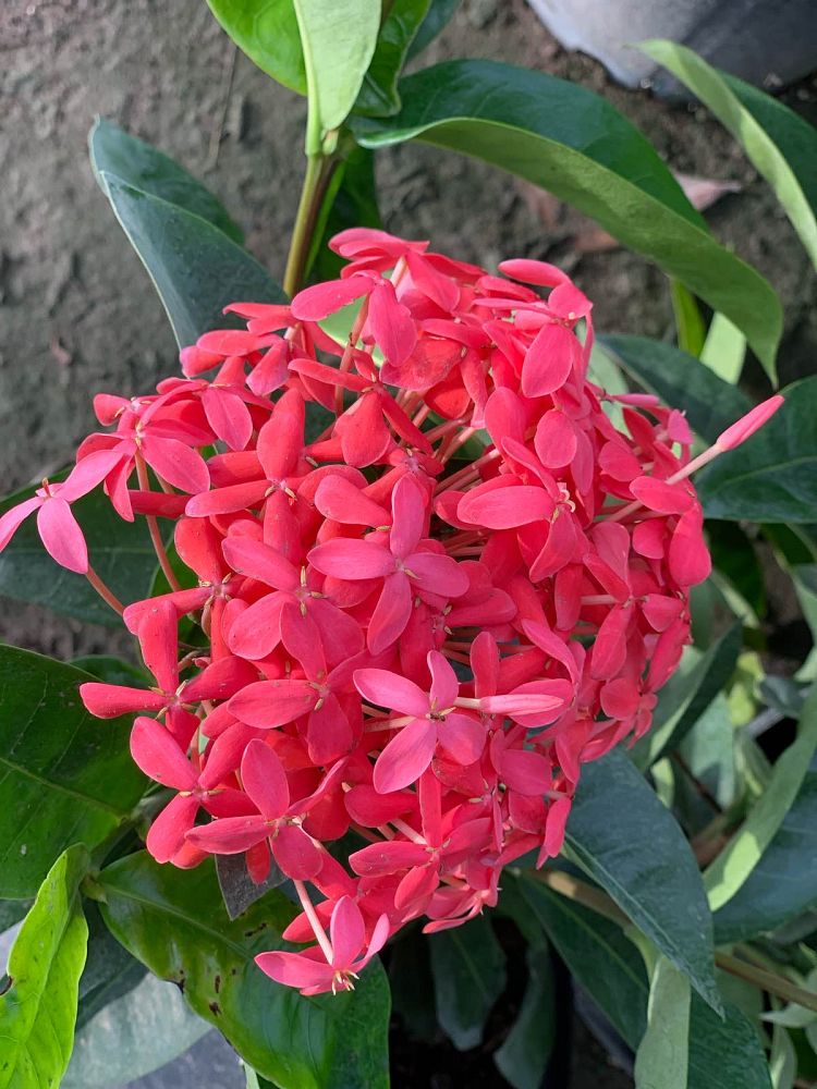 ixora-coccinea-nora-grant-flame-of-the-woods-jungle-flame-jungle-geranium