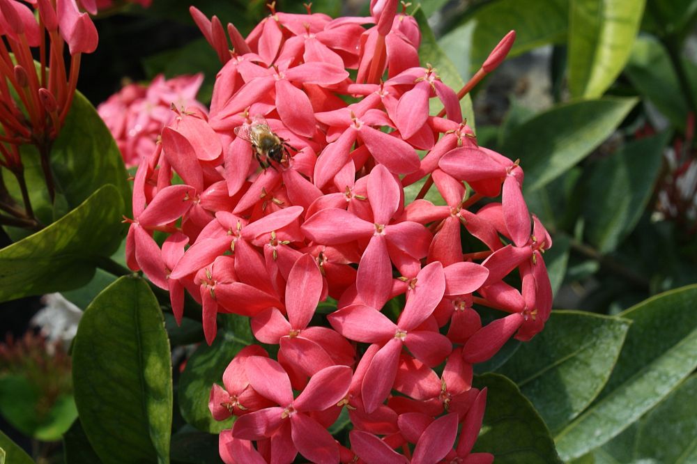 ixora-coccinea-nora-grant-flame-of-the-woods-jungle-flame-jungle-geranium