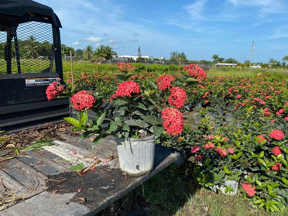 ixora-coccinea-nora-grant-flame-of-the-woods-jungle-flame-jungle-geranium