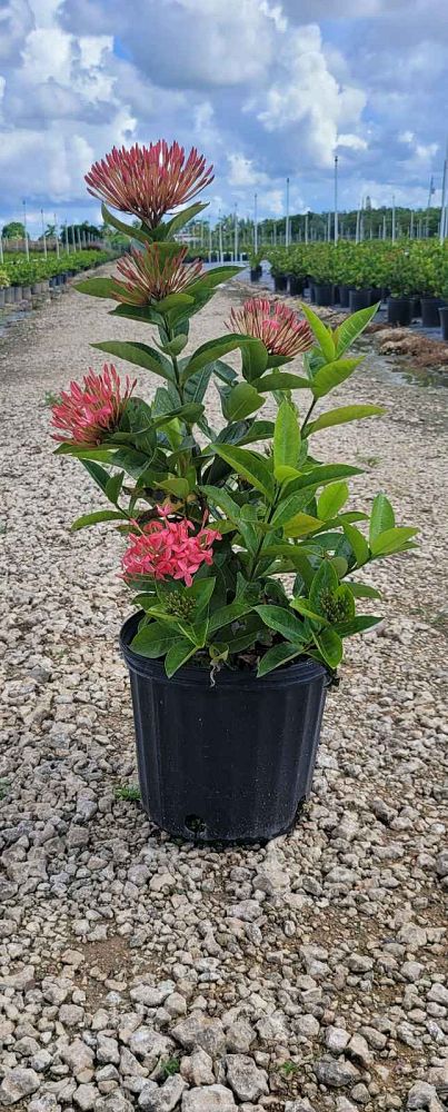 ixora-coccinea-nora-grant-flame-of-the-woods-jungle-flame-jungle-geranium