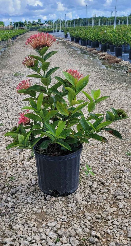 ixora-coccinea-nora-grant-flame-of-the-woods-jungle-flame-jungle-geranium