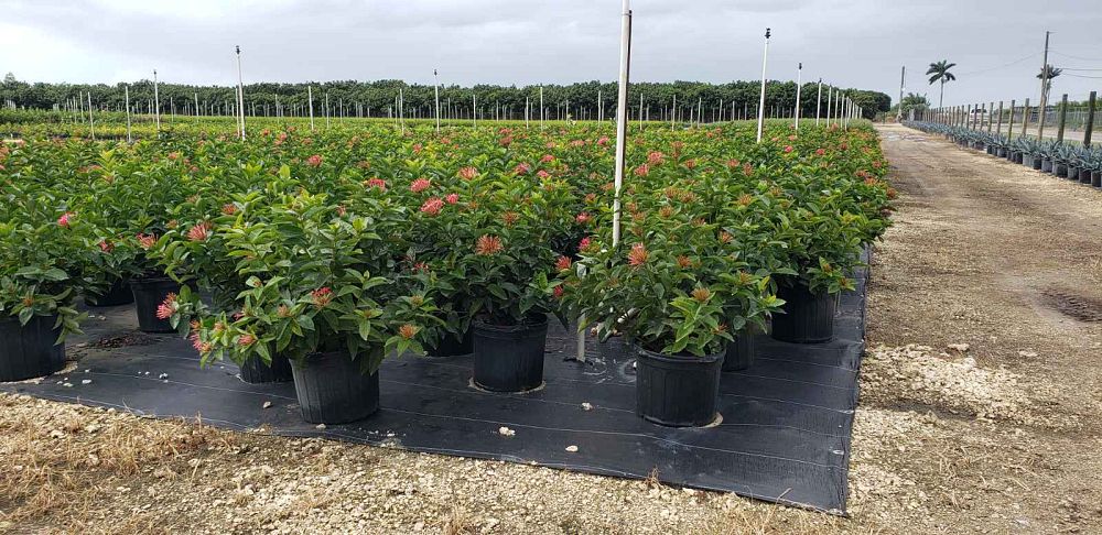 ixora-coccinea-nora-grant-flame-of-the-woods-jungle-flame-jungle-geranium
