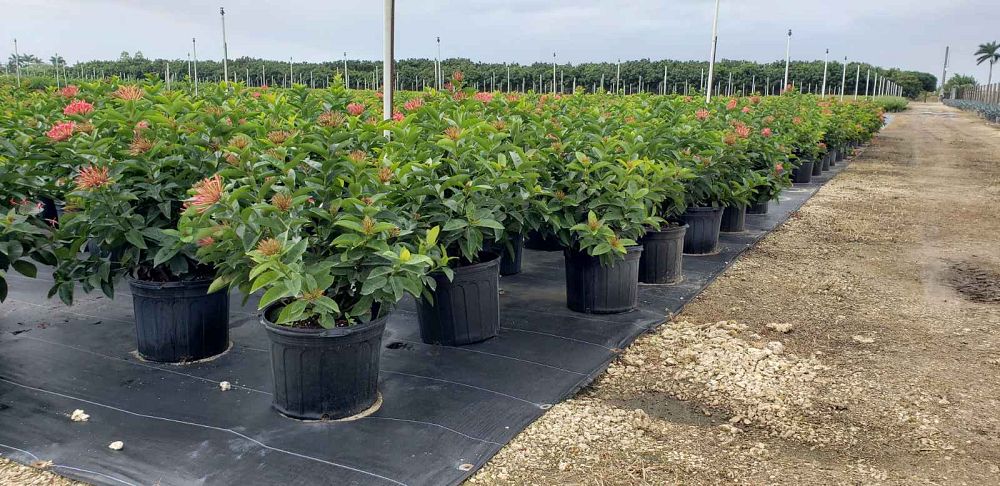 ixora-coccinea-nora-grant-flame-of-the-woods-jungle-flame-jungle-geranium