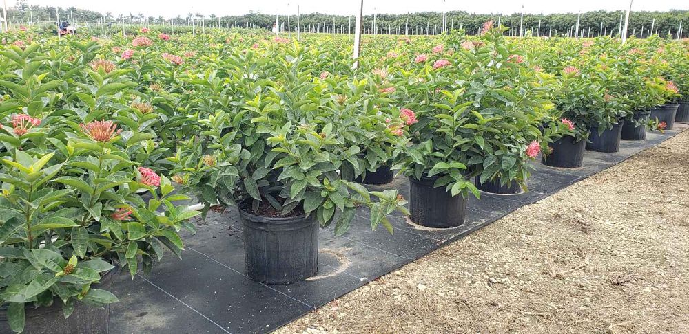 ixora-coccinea-nora-grant-flame-of-the-woods-jungle-flame-jungle-geranium