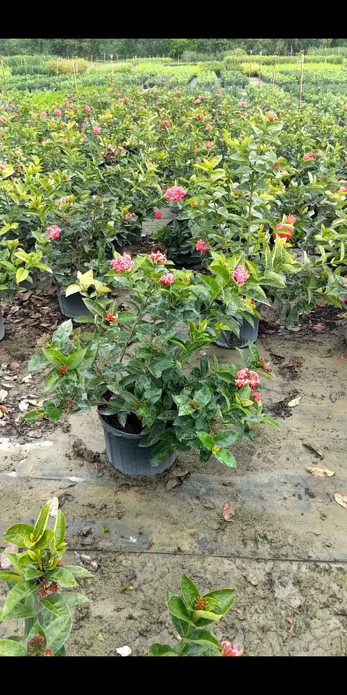 ixora-coccinea-nora-grant-flame-of-the-woods-jungle-flame-jungle-geranium