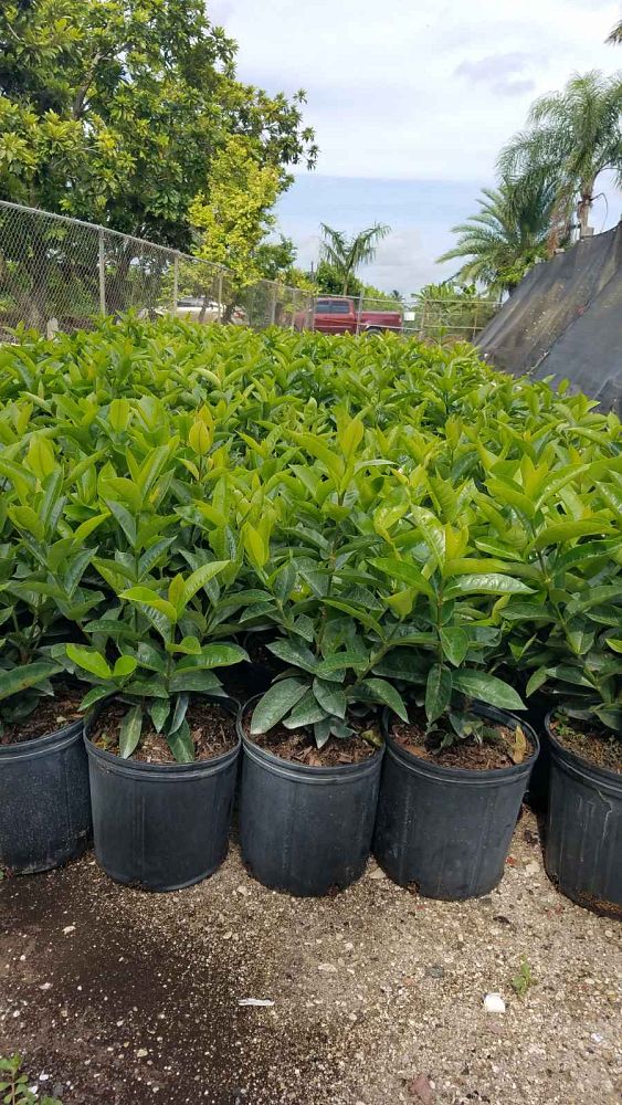 ixora-coccinea-nora-grant-flame-of-the-woods-jungle-flame-jungle-geranium