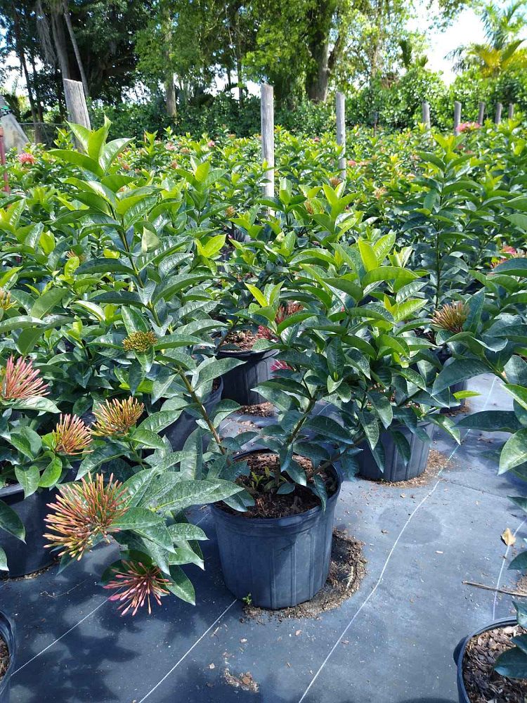 ixora-coccinea-nora-grant-flame-of-the-woods-jungle-flame-jungle-geranium